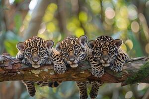 ai gegenereerd jaguar baby groep van dieren hangende uit Aan een tak, schattig, lachend, aanbiddelijk foto