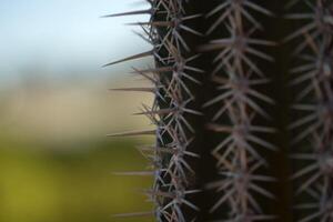 Mexicaans cactus doornen detail baja Californië sur foto