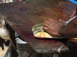 mahi mahi dorado vis Aan visser schoonmaak tafel baja Californië sur Mexico foto
