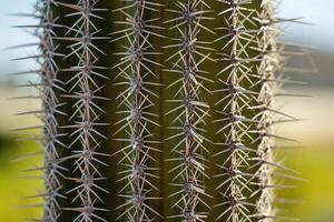 Mexicaans cactus doornen detail baja Californië sur foto