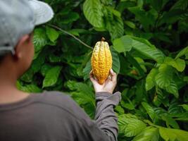 landbouw geel rijp cacao peulen in de handen van een jongen boer, geoogst in een cacao plantage foto