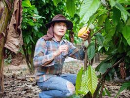 cacao boer gebruik snoeien scharen naar besnoeiing de cacao peulen of fruit rijp geel cacao van de cacao boom. oogst de agrarisch cacao bedrijf produceert. foto