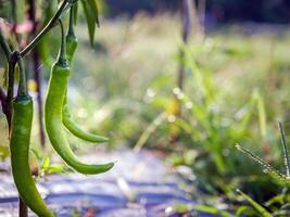 groen chili in de tuin, biologisch groen chili groeit Aan chili boom foto