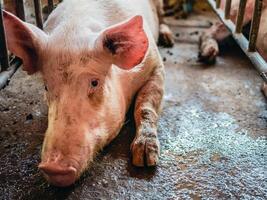 portret van schattig fokker varken met vuil snuit, detailopname van varkens snuit.groot varken Aan een boerderij in een varkensstal, jong groot huiselijk varken Bij dier boerderij binnenshuis foto