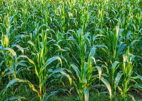 groen maïs boom in de maïs veld- foto