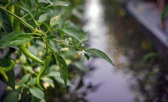 groen chili in de tuin, biologisch groen chili groeit Aan chili boom foto