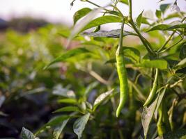 groen chili in de tuin, biologisch groen chili groeit Aan chili boom foto