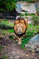 leeuw in oerwoud Woud in natuur foto