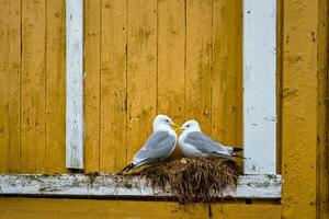 zeemeeuw vogel dichtbij omhoog foto