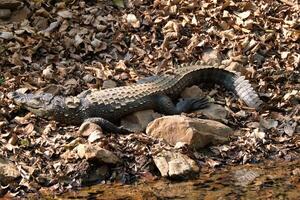afsnauwen neus moeras krokodil overvaller krokodil crocodylus palustris foto