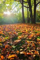 gouden herfst vallen oktober in beroemd München kom tot rust plaats - engelseschool. knabbelen, Beieren, Duitsland foto