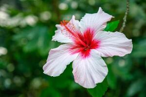 hibiscus syriacus wit bloem dichtbij omhoog foto