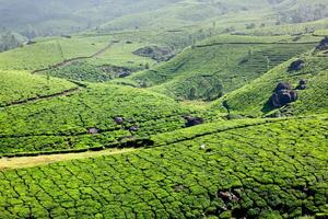 thee plantages. Munnar, Kerala, Indië foto