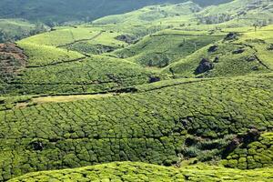 thee plantages. Munnar, Kerala, Indië foto