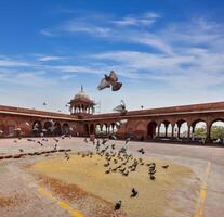 duiven in jama masjid moskee foto