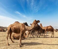 kamelen Bij pushkar mela pushkar kameel eerlijk , Indië foto