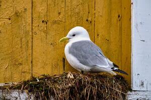 zeemeeuw vogel dichtbij omhoog foto