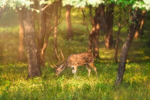 mooi mannetje chital of gevlekte hert in ranthambore nationaal park, rajasthan, Indië foto