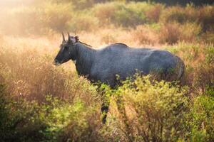 volwassen blauw stier of nijlgau wandelen in de Woud. ranthambore nationaal park, rajasthan, Indië foto