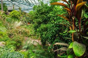 de verkoudheid huis estufa Fria is een kas met tuinen, vijvers, planten en bomen in Lissabon, Portugal foto