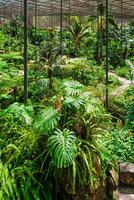 de verkoudheid huis estufa Fria is een kas met tuinen, vijvers, planten en bomen in Lissabon, Portugal foto