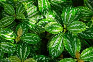 aluminium fabriek oftewel pilea cadierei bladeren dichtbij omhoog foto