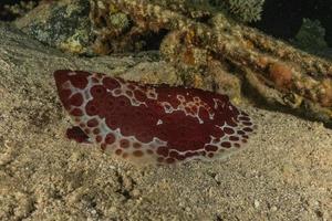 zeeslak in de rode zee kleurrijk en mooi, eilat israël foto