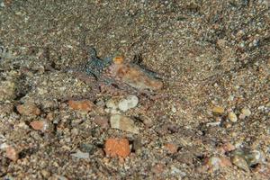 octopus koning van camouflage in de rode zee, eilat israël foto