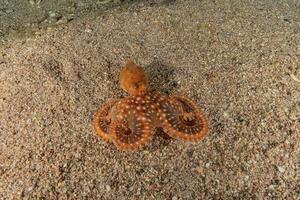 octopus koning van camouflage in de rode zee, eilat israël foto