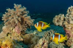 vissen zwemmen in de rode zee, kleurrijke vissen, eilat israel foto