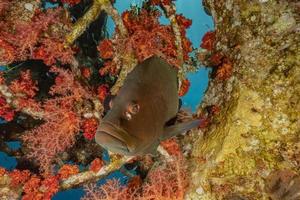 vissen zwemmen in de rode zee, kleurrijke vissen, eilat israel foto