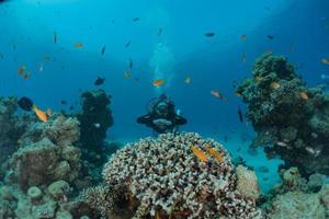 koraalrif en waterplanten in de rode zee, eilat israël foto