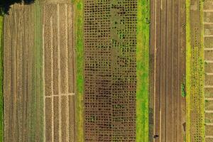 leeg verheven tuin bedden in de voorjaar periode foto