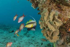 vissen zwemmen in de rode zee, kleurrijke vissen, eilat israel foto