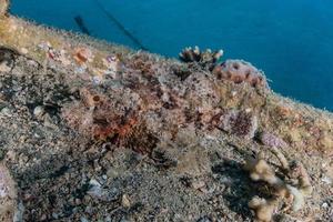 vissen zwemmen in de rode zee, kleurrijke vissen, eilat israel foto