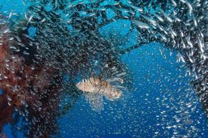 leeuwvissen in de rode zee kleurrijke vissen, eilat israël foto
