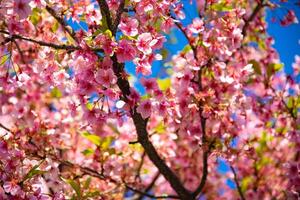 Kawazu kers bloesems in voorjaar seizoen dichtbij omhoog foto