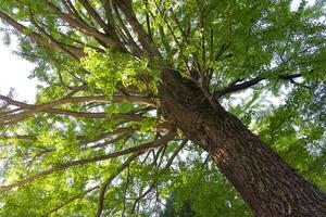 een gingko boom Bij Japans altaar breed schot foto