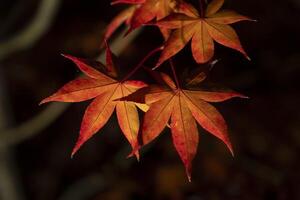 een verlichte rood bladeren Bij de traditioneel tuin Bij nacht in herfst dichtbij omhoog foto