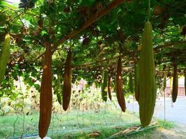 hoekig loofah blijft hangen van een bamboe stok met haar wijnstokken verstrengeld, foto van een Thais boerderij, hoekig loofah is algemeen gebruikt in Koken