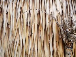 nipa palm bladeren zijn bruin en droog. gestapeld Aan de muur kan worden gebruikt net zo een achtergrond beeld foto