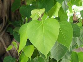 detailopname foto van vers groen bodhi blad