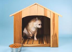 bruin kort haar- chihuahua hond zittend binnen houten hond huis met voedsel schaal, weigeren en beurt weg van voedsel. foto