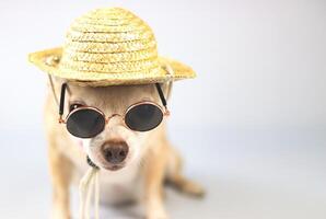 bruin chihuahua hond vervelend zonnebril en rietje hoed, zittend Aan wit achtergrond met kopiëren ruimte. zomer op reis concept. foto