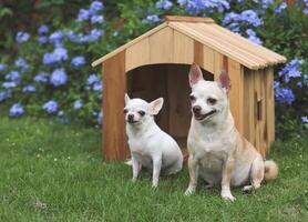 twee verschillend grootte kort haar- chihuahua honden zittend in voorkant van houten hond huis, Purper bloemen tuin achtergrond. foto