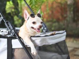 bruin kort haar- chihuahua hond vervelend zonnebril Aan zijn hoofd, staand in huisdier wandelwagen in de tuin met groen fabriek achtergrond. glimlachen gelukkig. foto