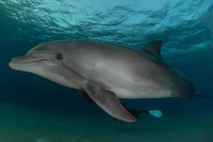 dolfijn zwemmen in de rode zee, eilat israël foto