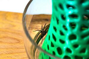 binnen- tegenarisch spin, in een glas pot en een koraal structuur in een huis, tegenaria, Arachnida foto