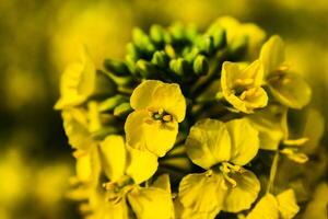 koolzaad bloem in een veld- Bij lente, koolzaad, brassica napus foto