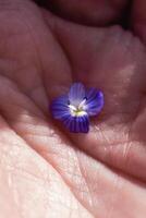 veronica persica of vogel oog ereprijs bloem Bij lente zijn klein helder blauw bloem foto